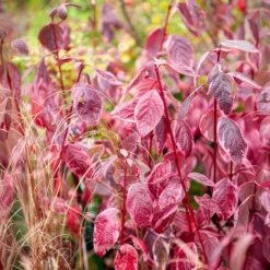 Weißer Hartriegel Elegantissima - Rote Zweige den ganzen Winter