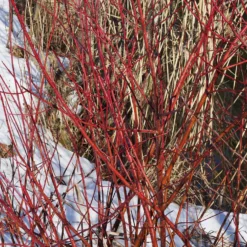 Weißer Hartriegel Elegantissima - Rote Zweige den ganzen Winter