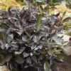 Weißer Hartriegel ‘Nightfall’® - Roter Winterzauber im Garten
