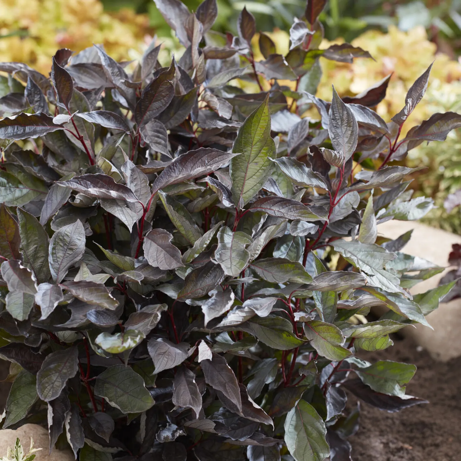 Weißer Hartriegel ‘Nightfall’® - Roter Winterzauber im Garten