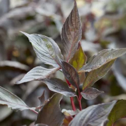 Weißer Hartriegel ‘Nightfall’® - Roter Winterzauber im Garten