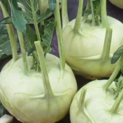 Weißer Kohlrabi Lanro Bio - Zart und schnell im Garten