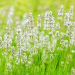 Weißer Lavendel (x2) - Weiße Blüten, voller Duft