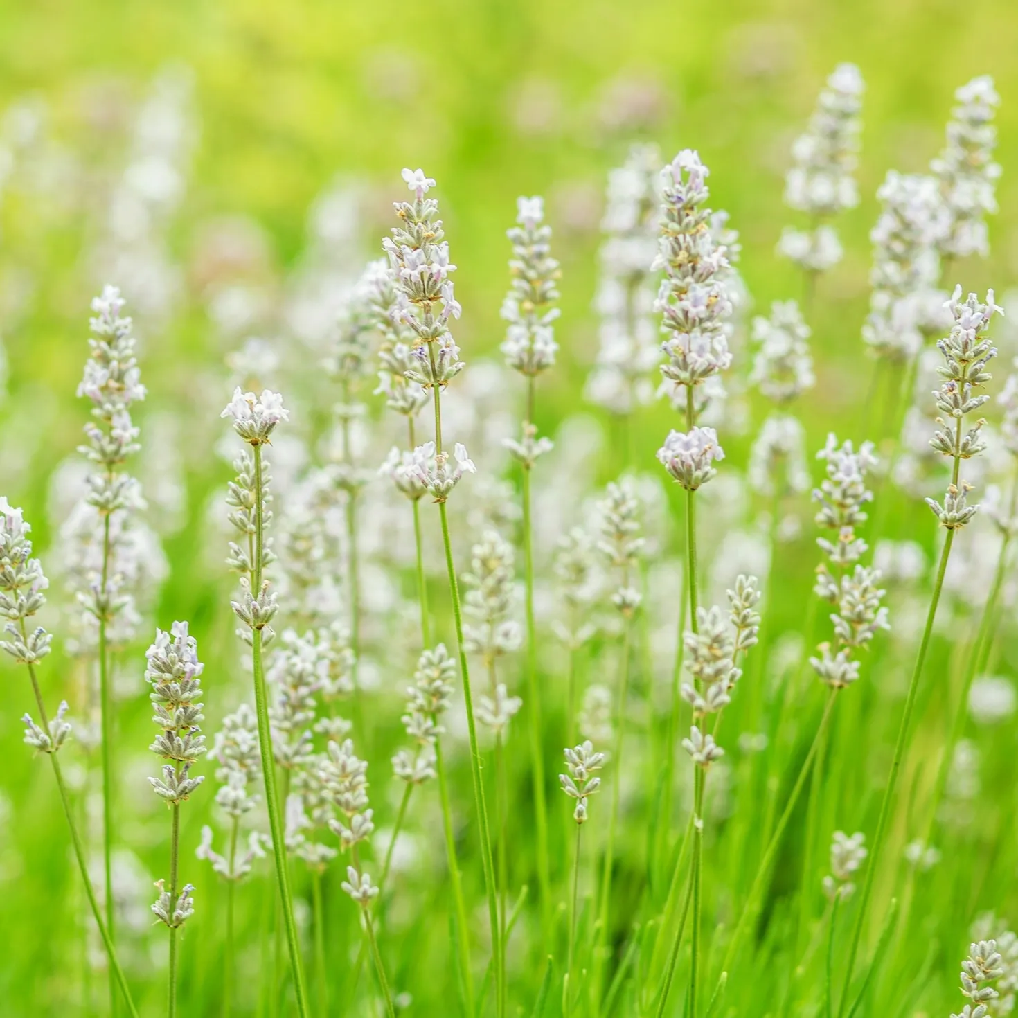 Weißer Lavendel (x2) - Weiße Blüten, voller Duft