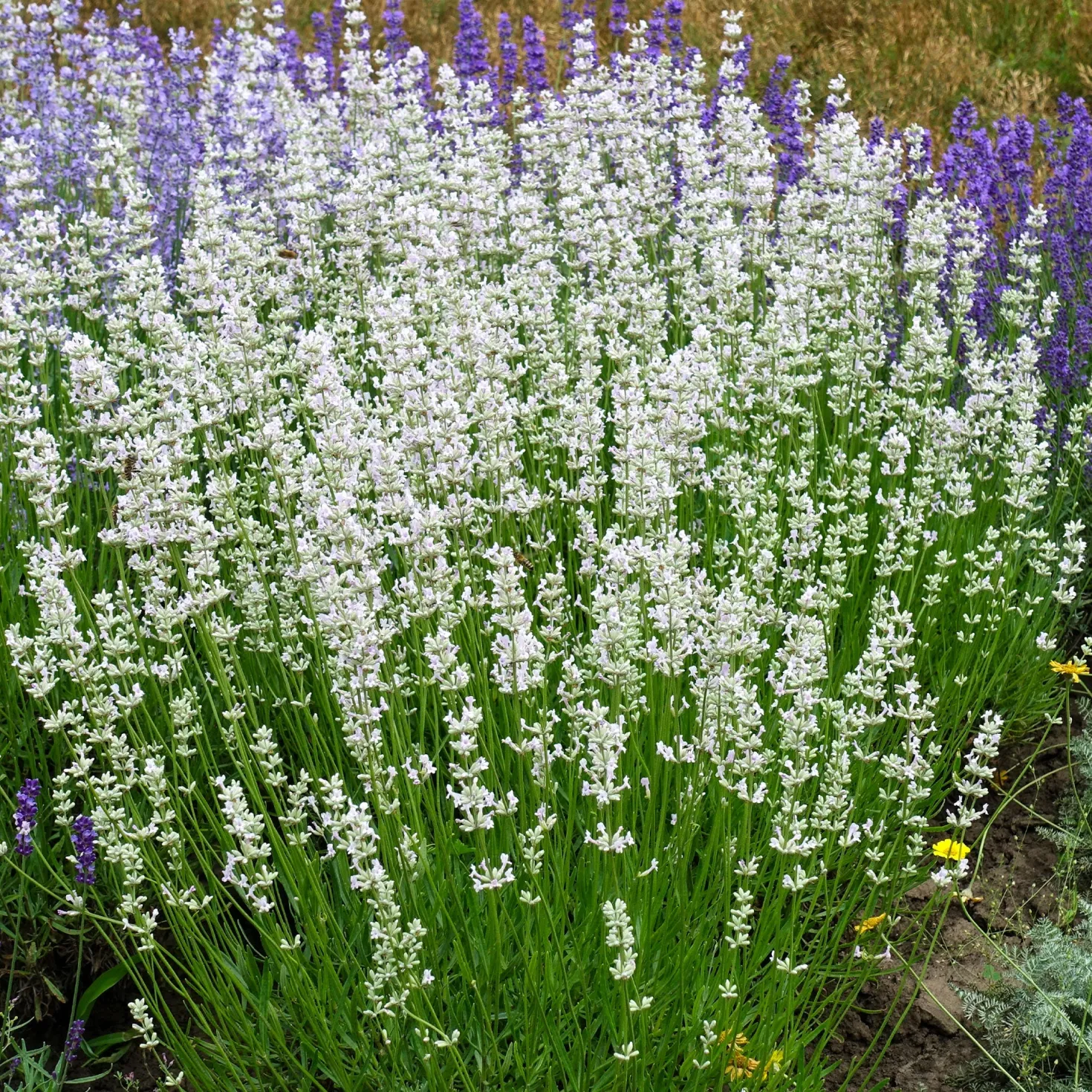 Weißer Lavendel (x2) - Weiße Blüten, voller Duft