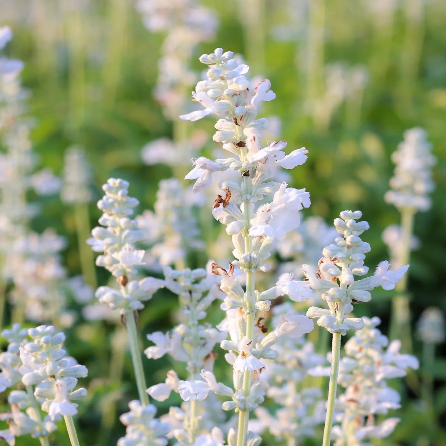 Weißer Lavendel (x2) - Weiße Blüten, voller Duft
