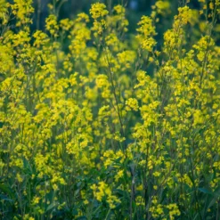 Weißer Senf - Schnell grün, leicht gesät