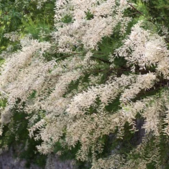 Weißer Tamariskenstrauch - Weiße Wolke im Sommer
