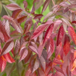 Weiß-Esche 'Autumn Applause' - Feuerrote Herbstshow