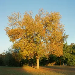 Weiß-Esche 'Skyline' - Schnell groß, satt grün