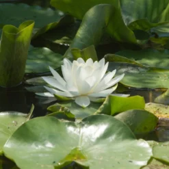 Weiße Seerose - Der Teich wird zum Blickfang