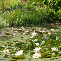 Weiße Seerose - Der Teich wird zum Blickfang