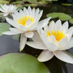 Weiße Seerose - Der Teich wird zum Blickfang