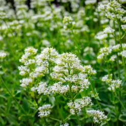 Weiße Spornblume - Blüht den ganzen Sommer