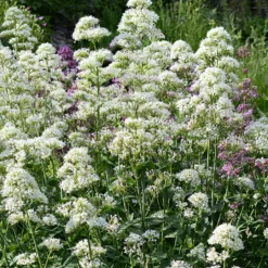 Weiße Spornblume - Blüht den ganzen Sommer