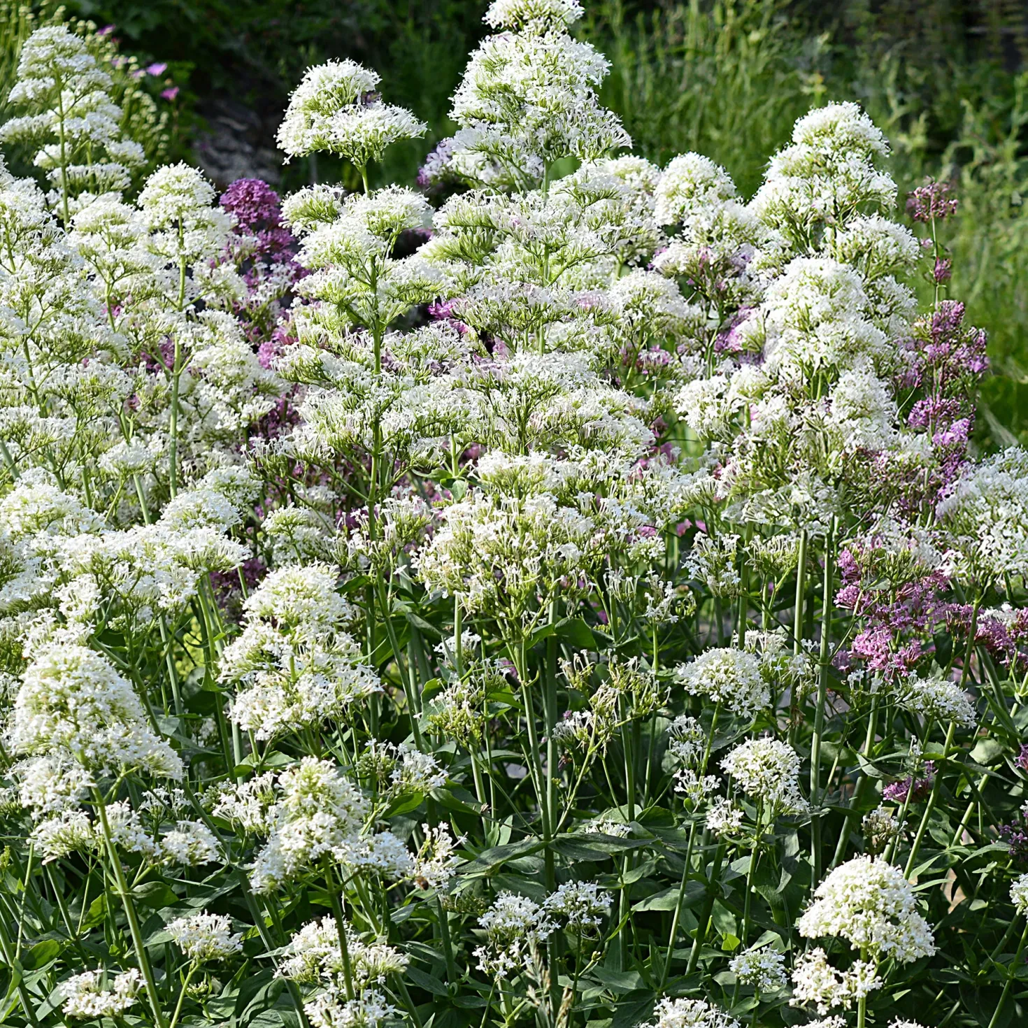 Weiße Spornblume - Blüht den ganzen Sommer
