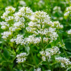 Weiße Spornblume - Blüht den ganzen Sommer