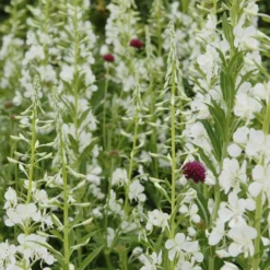 Weißes Weidenröschen - Weiße Blütenwolke im Garten