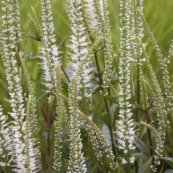 Weiße Virginia-Veronika - Weiße Blütenkerzen im Beet