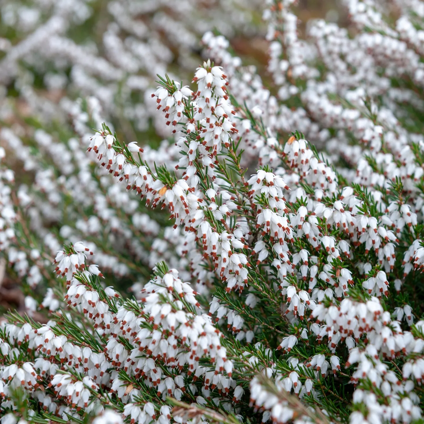 Weiße Winterheide (x3) - Farbe mitten im Winter