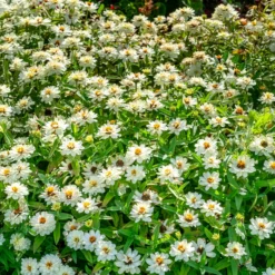 Weiße Zinnie - Weiße Blüten den ganzen Sommer