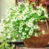 weiß Fächerblume - Weißer Blütenteppich sofort