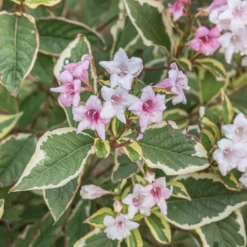 Weigelie florida Variegata - Zweifarbig blühend im Nu