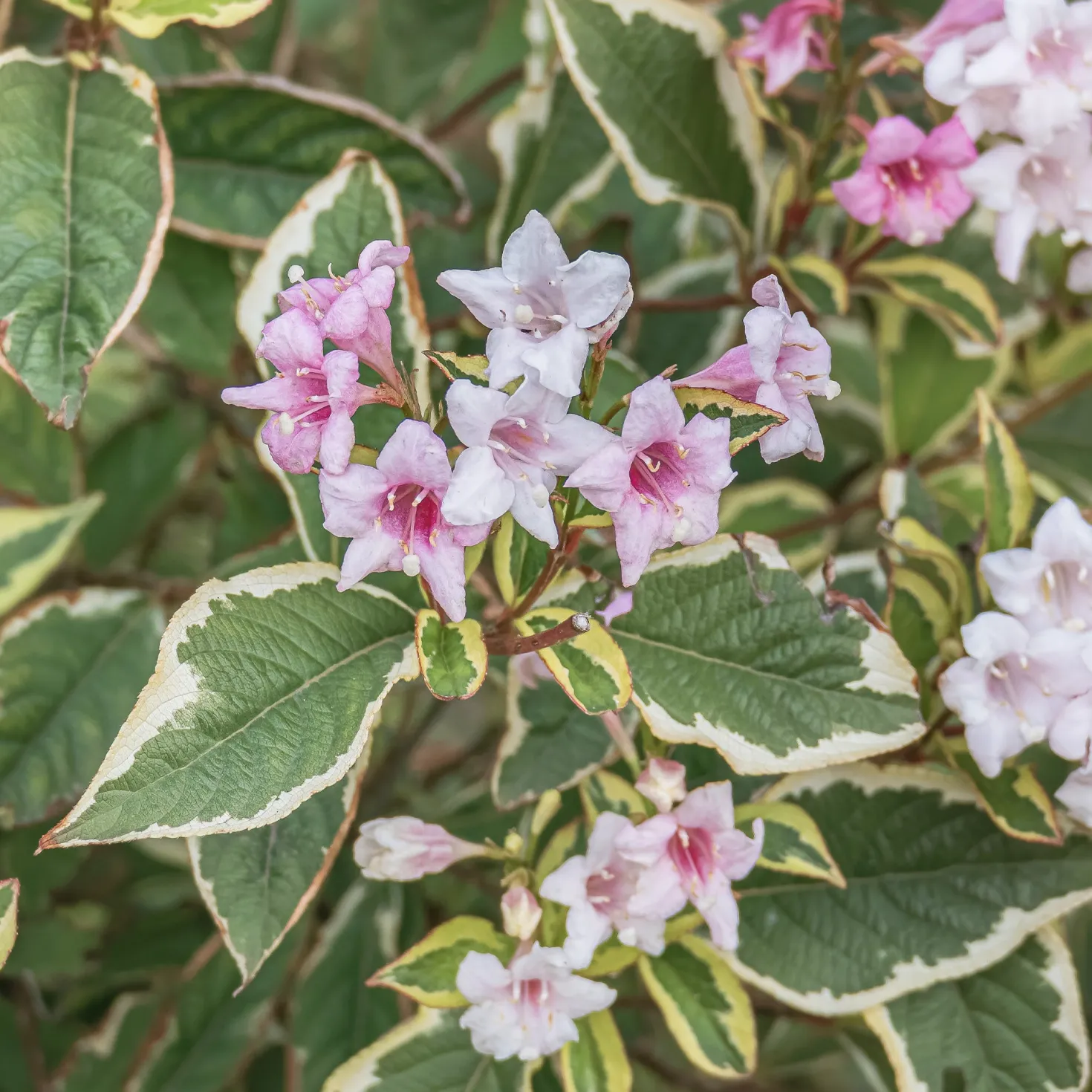 Weigelie florida Variegata - Zweifarbig blühend im Nu