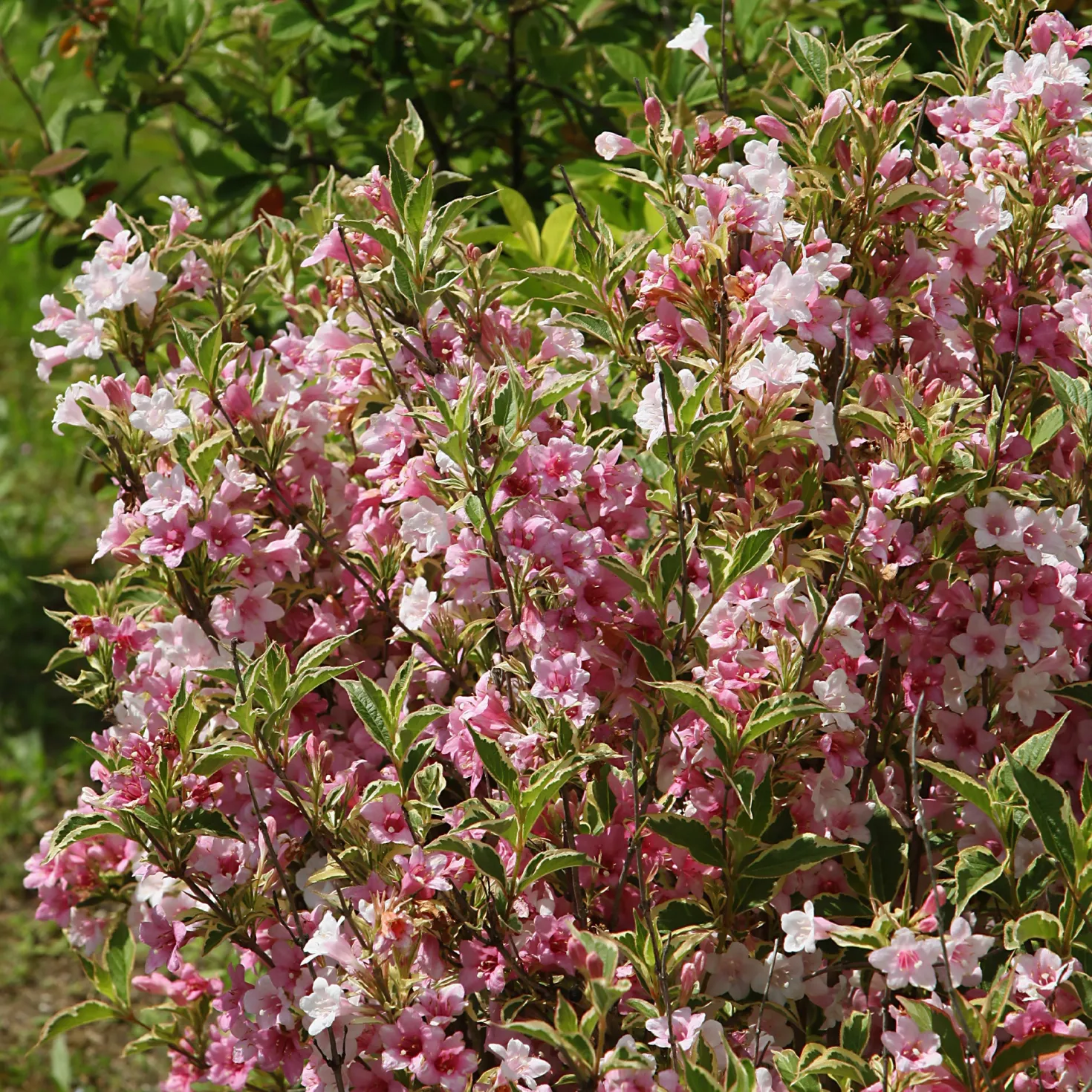 Weigelie florida Variegata - Zweifarbig blühend im Nu