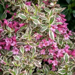 Weigelie Monet - Buntes Laub, rosa Blüten