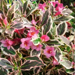 Weigelie Monet - Buntes Laub, rosa Blüten