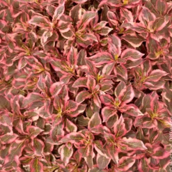 Weigelie Monet - Buntes Laub, rosa Blüten