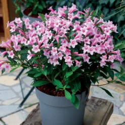 Weigelie Pink Poppet® - Rosa Blüten im Miniformat