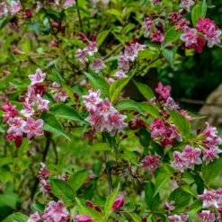 Weigelie ‘Pink Princess’ - Rosa Blüten ohne Aufwand