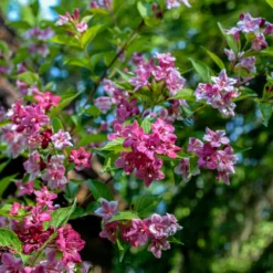 Weigelie ‘Pink Princess’ - Rosa Blüten ohne Aufwand