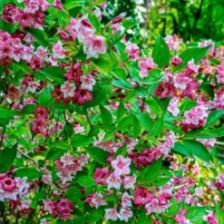 Weigelie ‘Pink Princess’ - Rosa Blüten ohne Aufwand