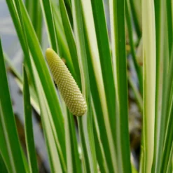Weißgestreifter Kalmus - Frische Streifen am Wasser