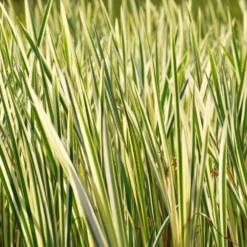 Weißgestreifter Kalmus - Frische Streifen am Wasser