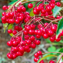 Weihnachtsbeere (Ardisia crenata) - Rote Beeren den Winter lang