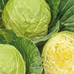 Weißkohl ‘Roem van Enkhuizen 3’ Bio - Feste Köpfe, lange haltbar