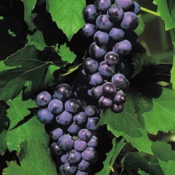 Weinrebe 'Boskoop Glory' - Süße Trauben ohne Aufwand