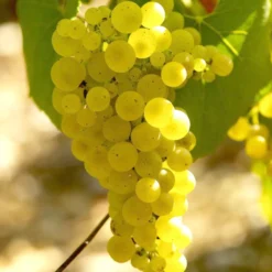 Weinrebe ‘Chardonnay’ - Eigener Wein vom Balkon