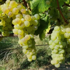 Weinrebe ‘Chasselas de Fontainebleau’ - Süße Trauben direkt vom Balkon