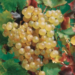 Weinrebe ‘Chasselas de Fontainebleau’ - Süße Trauben direkt vom Balkon