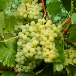 Weinrebe Exalta - Süße Trauben ohne Spritzen