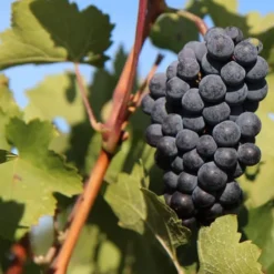 Weinrebe Merlot - Eigener Wein vom Balkon