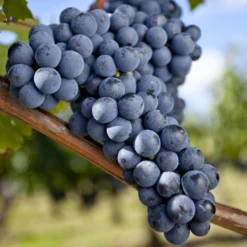 Weinrebe Merlot - Eigener Wein vom Balkon