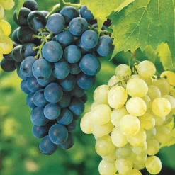 Weinreben-Kollektion 'Muscat de Hambourg' & 'Chasselas de Fontainebleau' (x2) - Vielseitige Weinsorte, abwechslungsreich