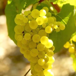 Weinreben-Kollektion ‘Pinot’, ‘Merlot’, ‘Chardonnay’ (x3) - Unverzichtbares Trio für feine Weine