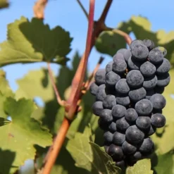 Weinreben-Kollektion ‘Pinot’, ‘Merlot’, ‘Chardonnay’ (x3) - Unverzichtbares Trio für feine Weine